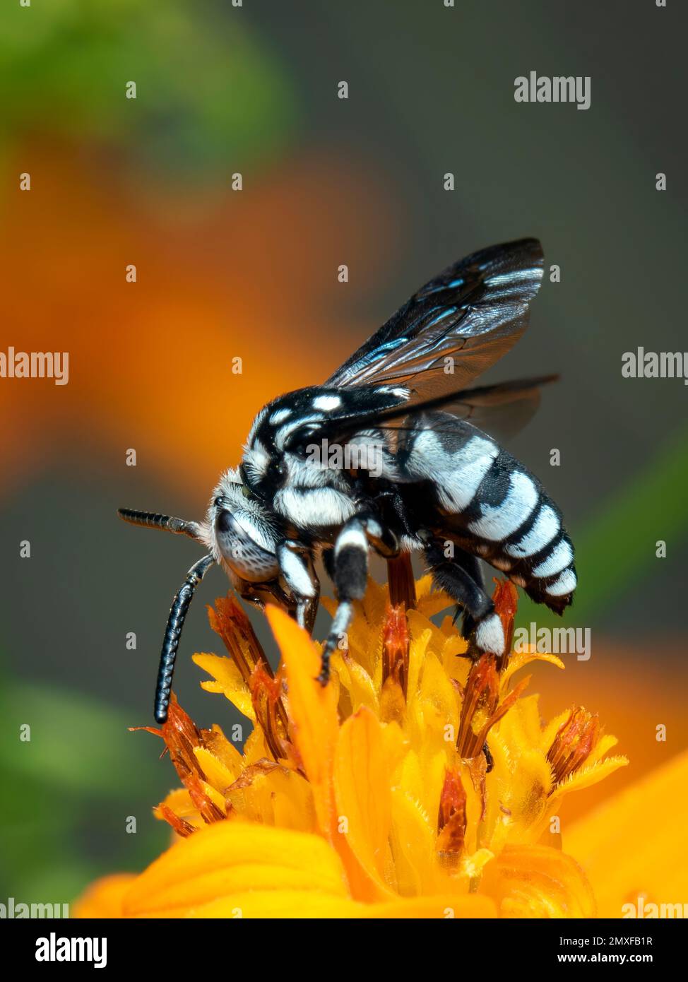 Image de l'abeille fluo (Thyreus nitidulus) sur le pollen de fleur jaune recueille le nectar sur un fond naturel. Insecte. Animal. Banque D'Images
