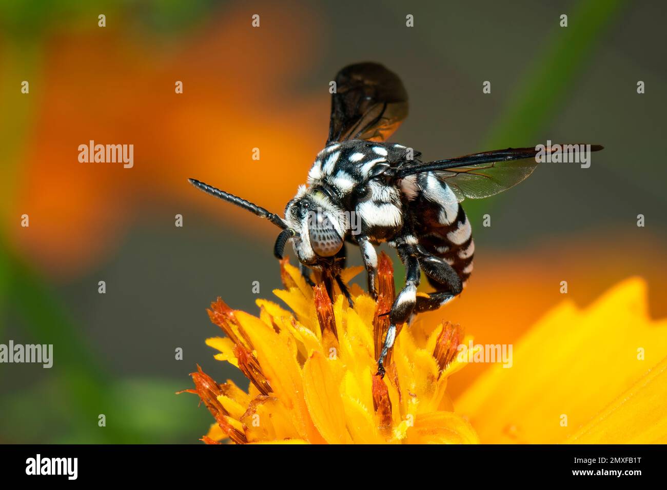 Image de l'abeille fluo (Thyreus nitidulus) sur le pollen de fleur jaune recueille le nectar sur un fond naturel. Insecte. Animal. Banque D'Images