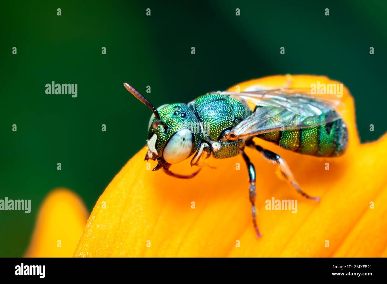Image de Ceratina (Pithitis) smaragdula sur fleur jaune sur fond naturel. Abeille. Insecte. Animal. Banque D'Images