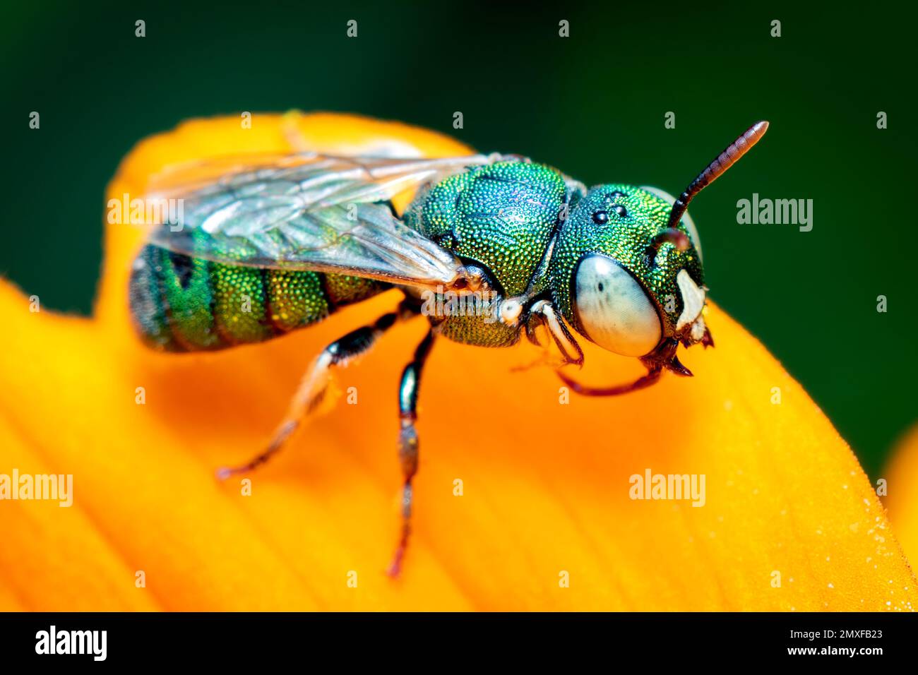 Image de Ceratina (Pithitis) smaragdula sur fleur jaune sur fond naturel. Abeille. Insecte. Animal. Banque D'Images