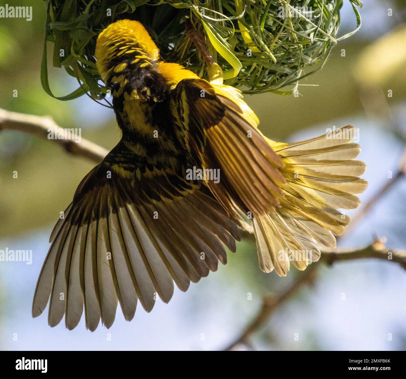 Tisserand de Speke (Ploceus spekei) suspendu de son nid, Masai Mara, Kenya, Afrique Banque D'Images