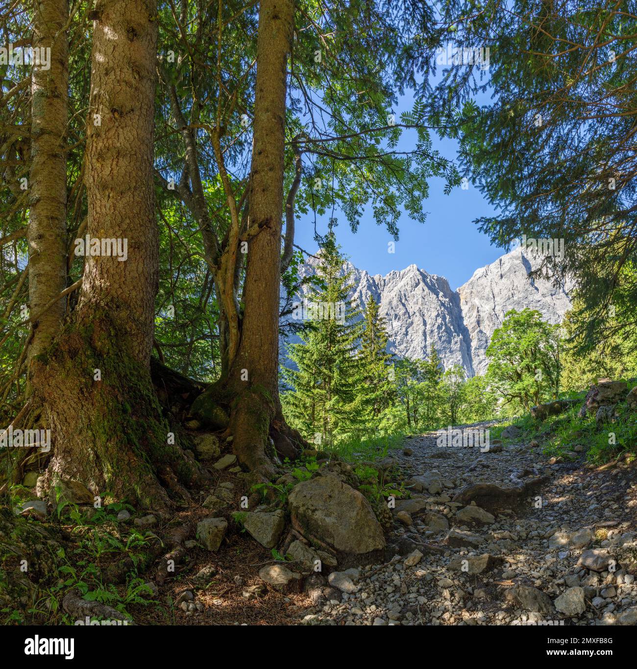 Les murs nord des montagnes Karwendel - les murs de Grubenkar spitze de la forêt. Banque D'Images