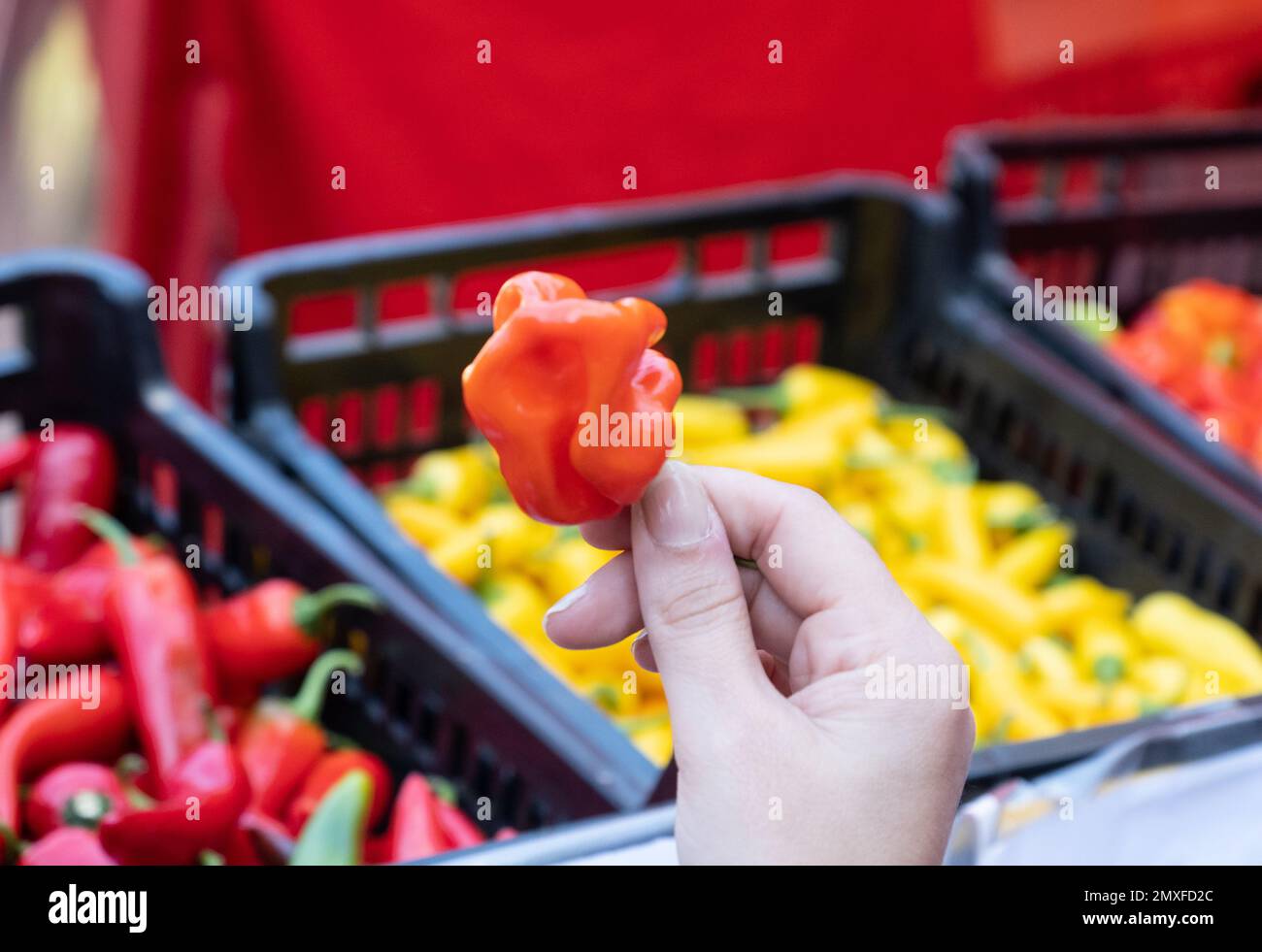 Piments forts biologiques chauds en vente au festival annuel du Chili du manoir de Waddesdon. Banque D'Images