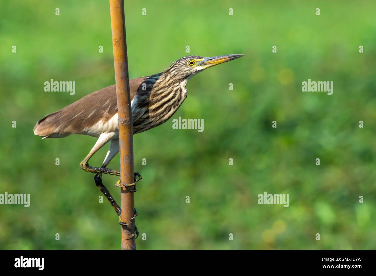 Image d'un héron d'étang chinois (Ardeola bacchus) sur une souche d'arbre sur fond de nature. Oiseau. Animaux. Banque D'Images