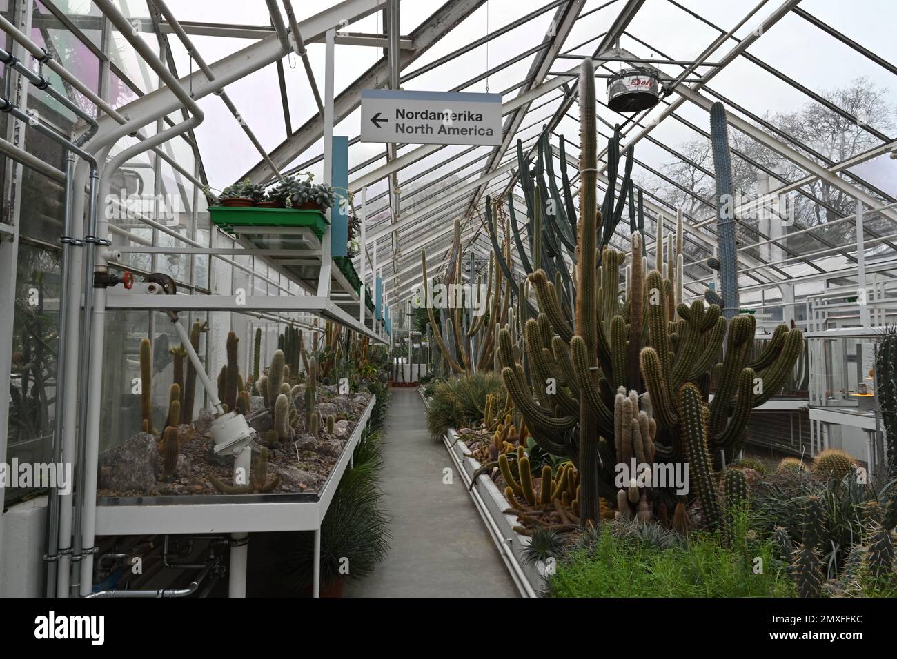 Intérieur d'une serre avec des plantes exotiques, principalement des succulents et des cactus avec une perspective évidente. Banque D'Images