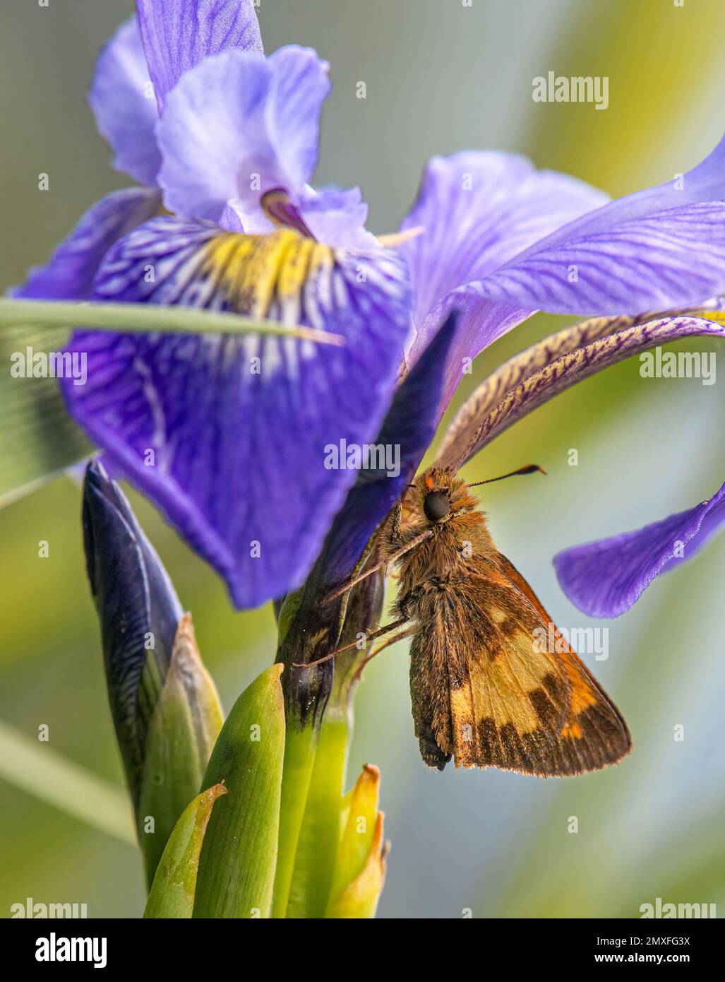 Ce magnifique papillon hobomok était hunking bas sous les fleurs d'un drapeau bleu Iris. Banque D'Images