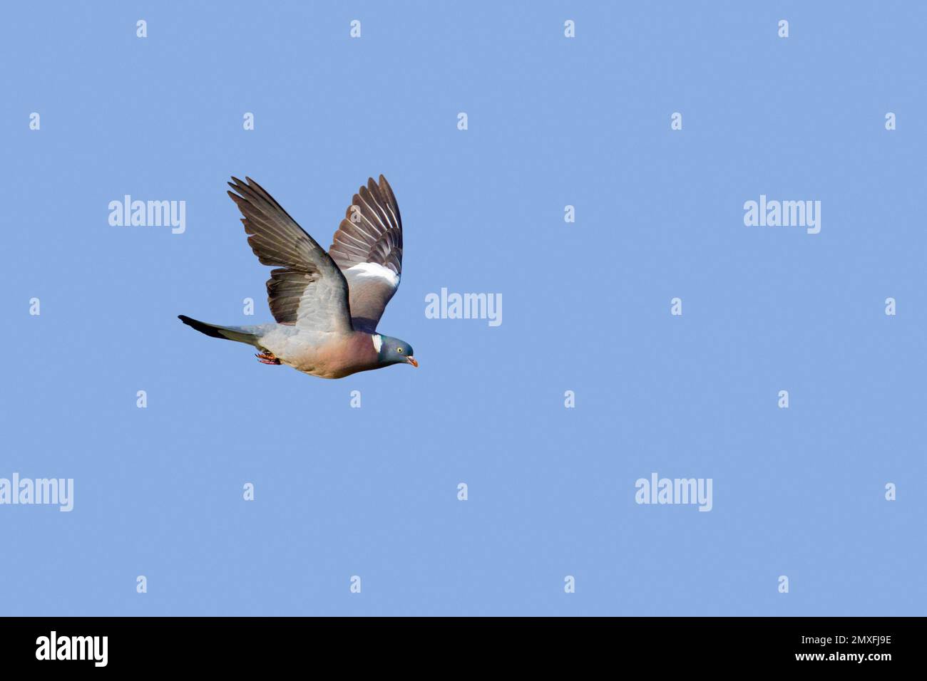 Bois commun pigeon (Columba palumbus) en vol sur fond de ciel bleu Banque D'Images Bois commun pigeon (Columba palumbus) en vol sur fond de ciel bleu Banque D'Images