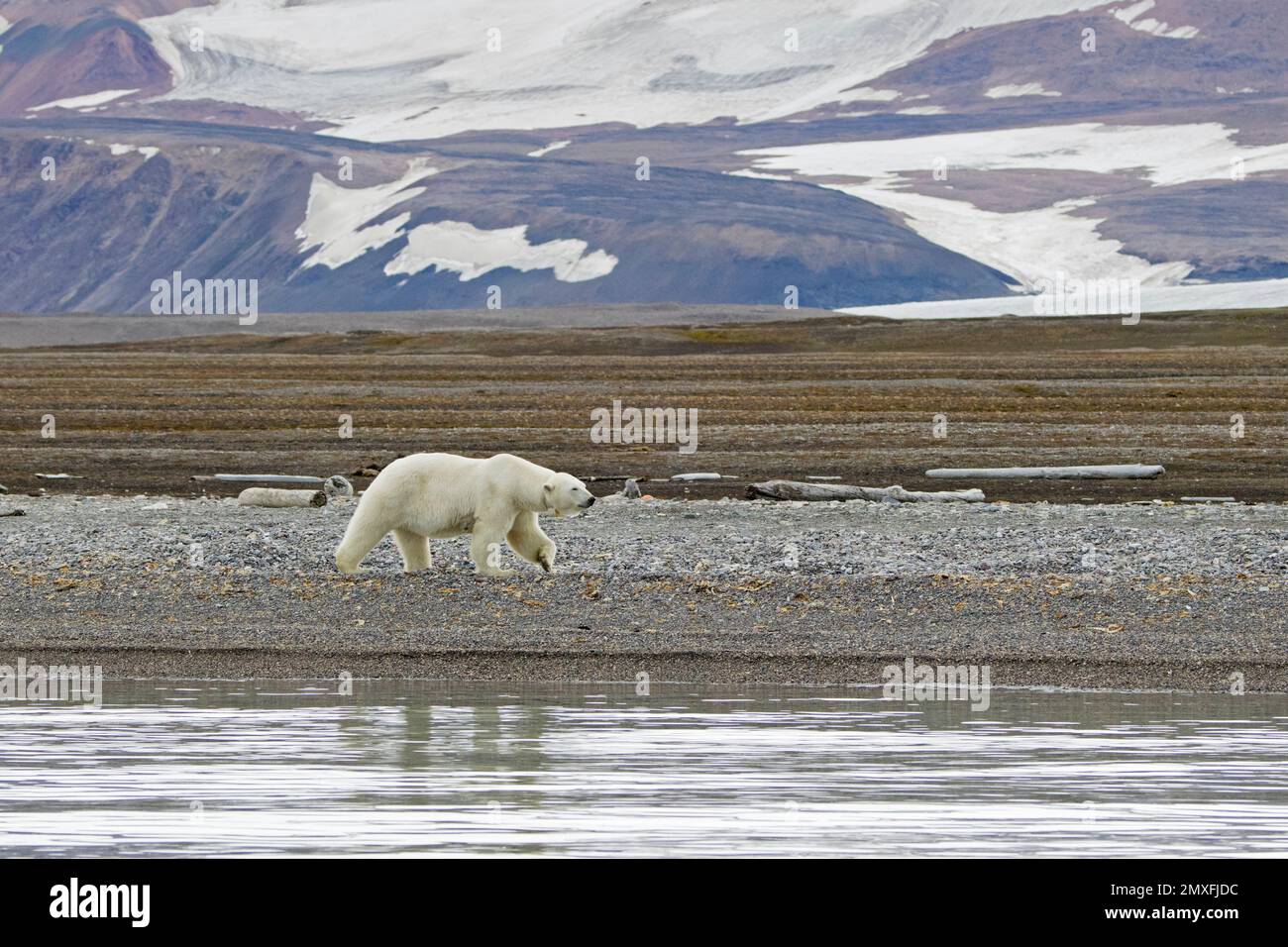 Ours polaire (Ursus maritimus) portant un collier radio / GPS tracker, se trouvant sur la plage de galets le long de la côte du Svalbard en été, Spitsbergen, Norvège Banque D'Images