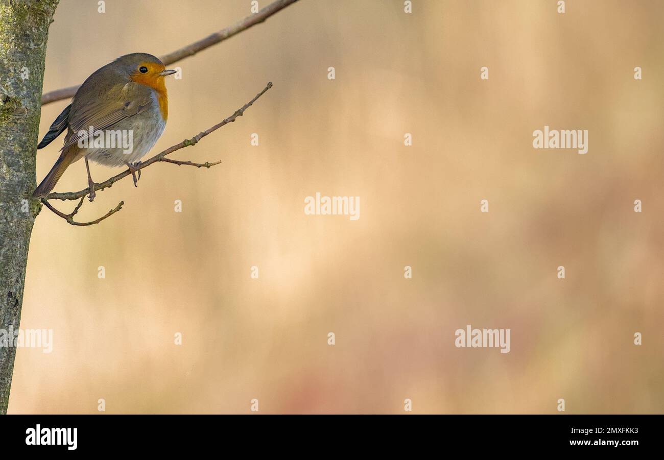 Robin baum Banque de photographies et d’images à haute résolution - Alamy