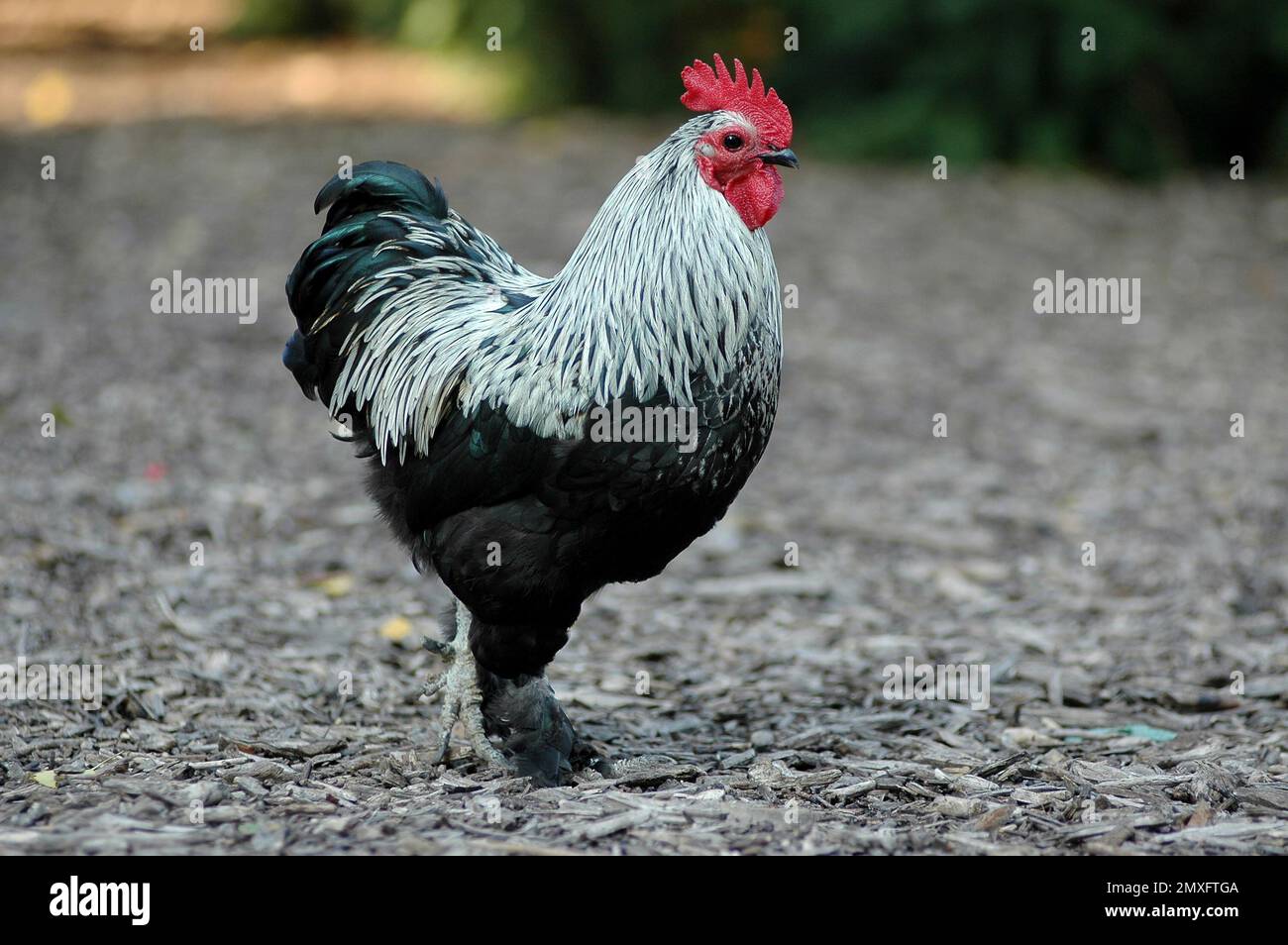 Une belle poule aux plumes noires et blanches à l'extérieur Banque D'Images
