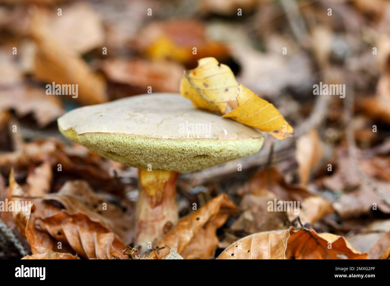 Champignon craquage rouge Boletus (Boletus chrysenteron) dans la forêt d'automne (mise au point manuelle) Banque D'Images