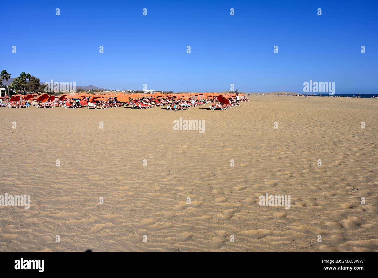 Parasols et chaises longues le long de la large étendue de la plage de sable de Maspalomas avec la mer à distance, Gran Canaria Banque D'Images
