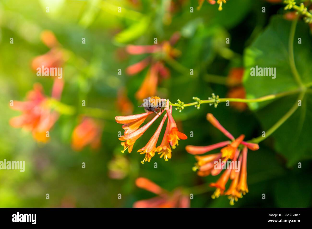 Lonicera sempervirens fleurs, noms communs coralliennes de miel, trompette de miel, ou écarlate de miel, en fleur. Banque D'Images