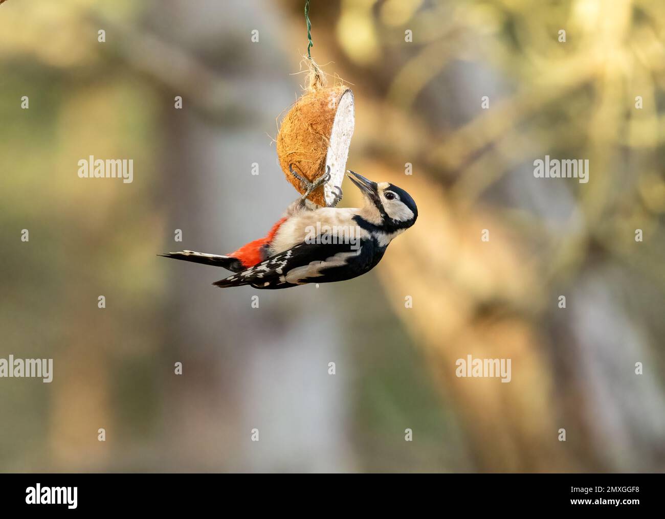 Un grand pic à pois sur un nourrisseur de suet à moitié de noix de coco Banque D'Images