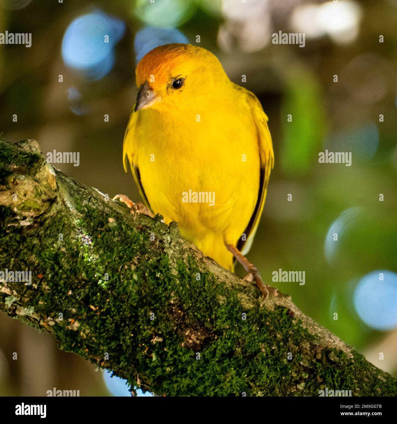 Canari atlantique, un petit oiseau sauvage brésilien. Le Crithagra flaviventris jaune canari est un petit oiseau de passereau de la famille finch. Banque D'Images