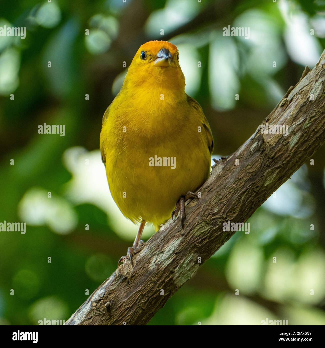 Canari atlantique, un petit oiseau sauvage brésilien. Le Crithagra flaviventris jaune canari est un petit oiseau de passereau de la famille finch. Banque D'Images