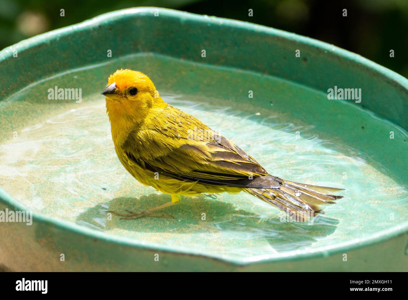 Canari atlantique, un petit oiseau sauvage brésilien. Le Crithagra flaviventris jaune canari est un petit oiseau de passereau de la famille finch. Banque D'Images