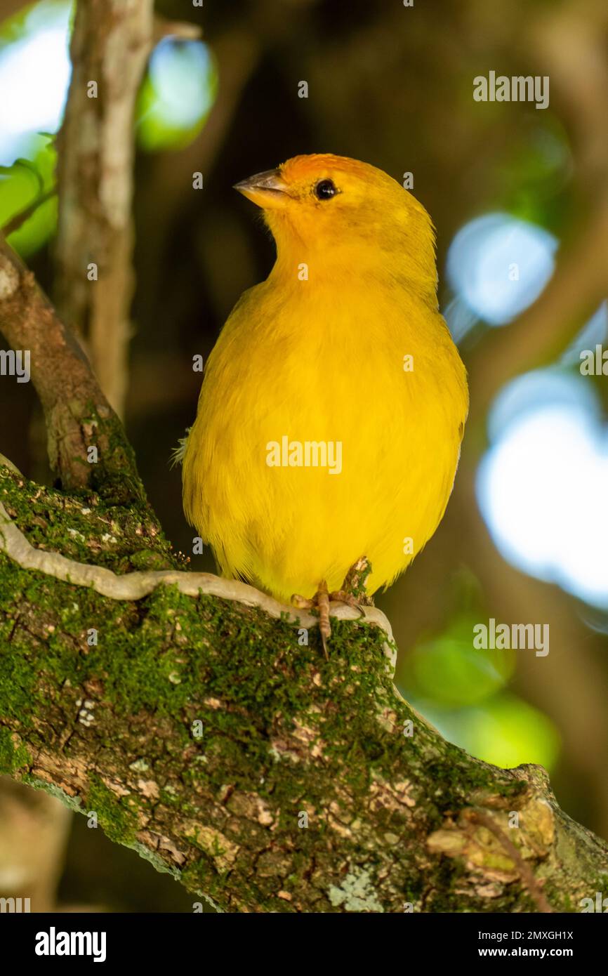 Canari atlantique, un petit oiseau sauvage brésilien. Le Crithagra flaviventris jaune canari est un petit oiseau de passereau de la famille finch. Banque D'Images