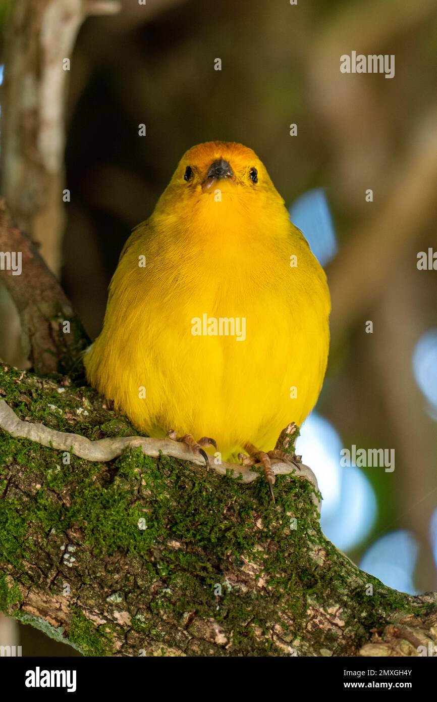 Canari atlantique, un petit oiseau sauvage brésilien. Le Crithagra flaviventris jaune canari est un petit oiseau de passereau de la famille finch. Banque D'Images
