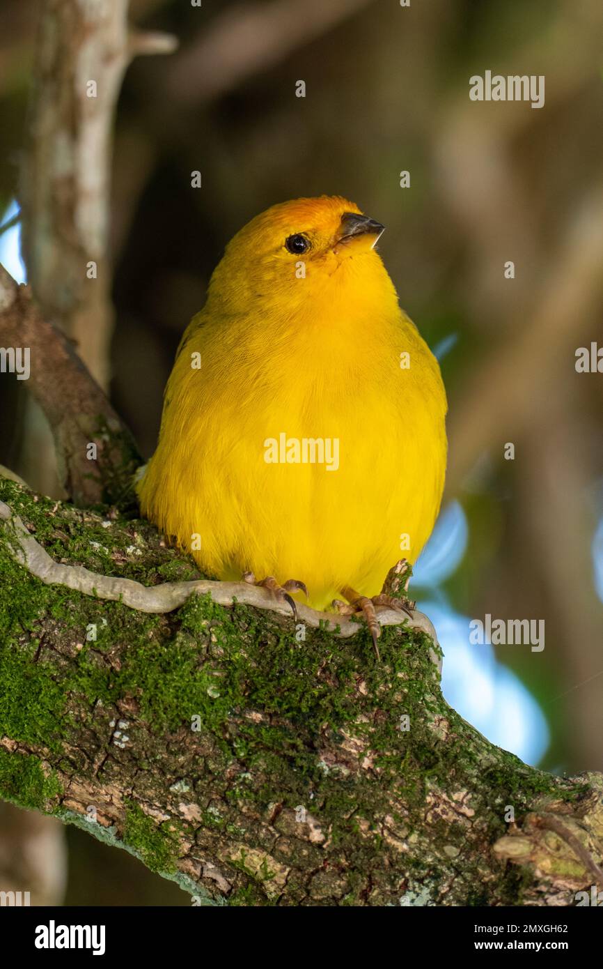 Canari atlantique, un petit oiseau sauvage brésilien. Le Crithagra flaviventris jaune canari est un petit oiseau de passereau de la famille finch. Banque D'Images
