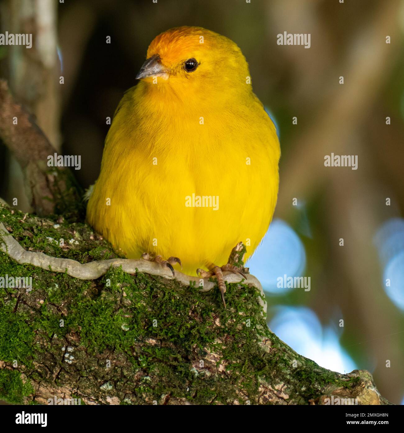Canari atlantique, un petit oiseau sauvage brésilien. Le Crithagra flaviventris jaune canari est un petit oiseau de passereau de la famille finch. Banque D'Images