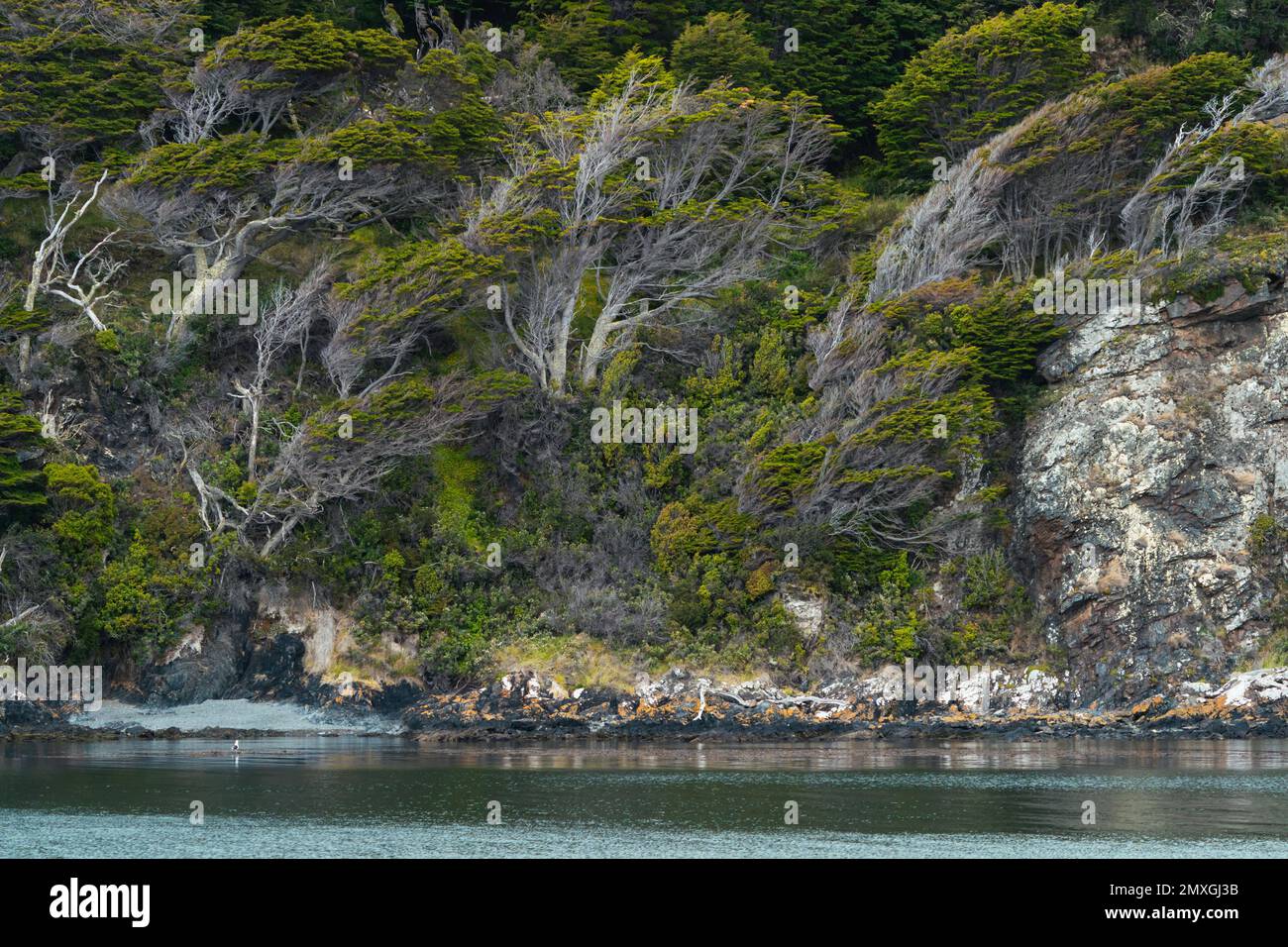 Les arbres accidentés balayés par le vent sur les rives du canal Beagle près d'Ushuaia, en Argentine. Banque D'Images