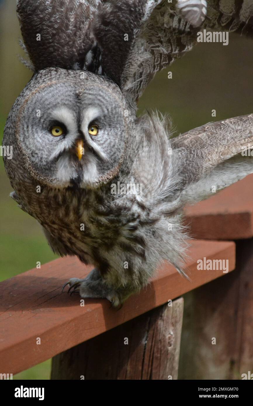 Grand hibou gris - hibou perché sur un banc prêt à voler avec les yeux perçant - Strix nebulosa - famille Owl Strigidae - Parc animalier - Royaume-Uni Banque D'Images