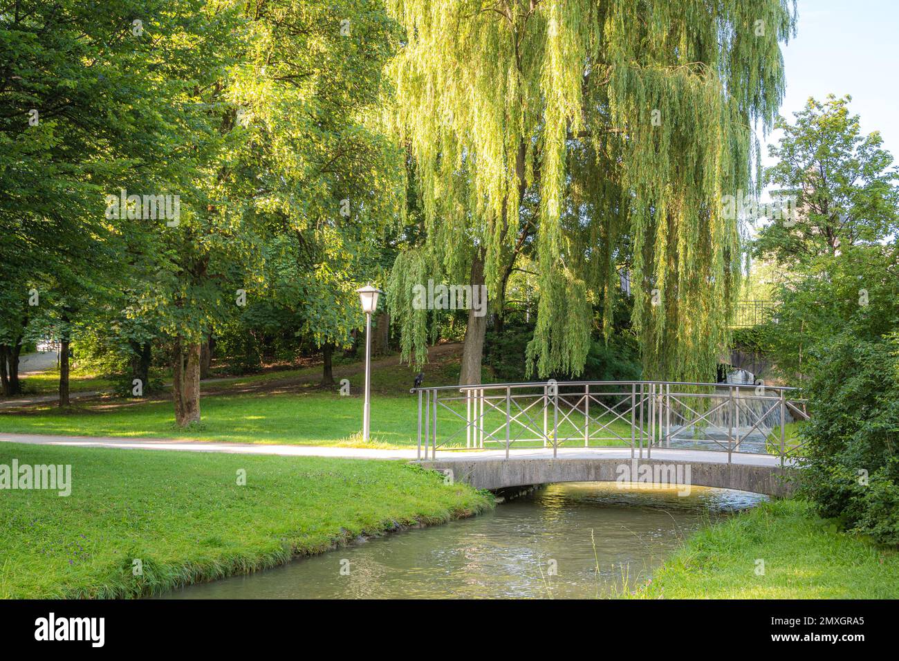 Saule pleureur de printemps dans la Garten d'Englisher à Munich Salix babylonica (saule de Babylone ou saule pleureur) Banque D'Images