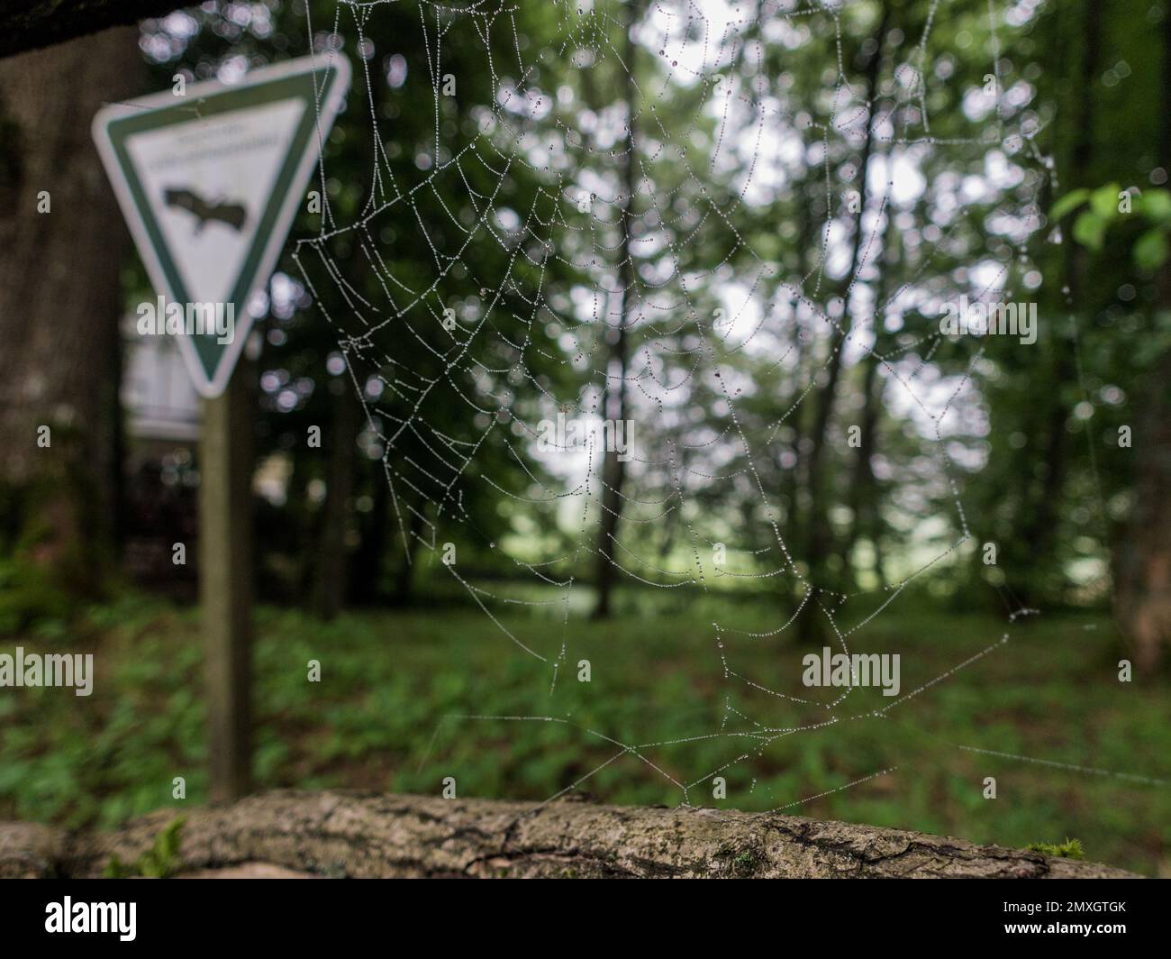 Un gros plan d'une toile d'araignée couverte de gouttes de pluie dans une forêt Banque D'Images