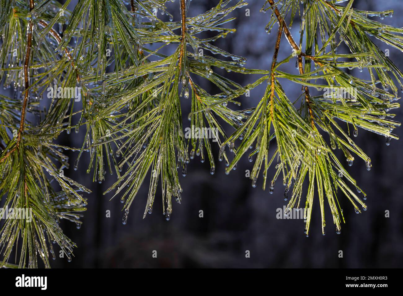 PIN blanc de l'est, Pinus strobus, aiguilles recouvertes de glace après une pluie verglaçante dans le centre du Michigan, aux États-Unis Banque D'Images