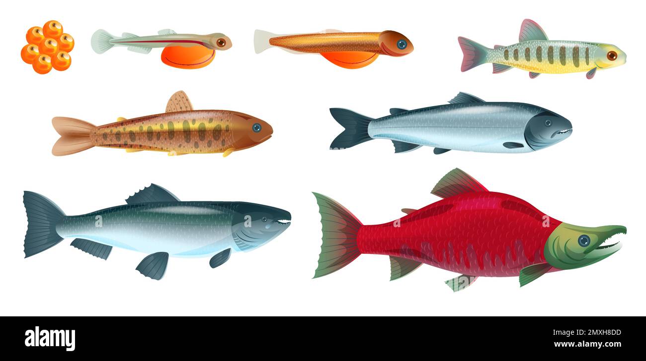 Ensemble De Poissons De Mer Dessinés Dans Un Style Vintage Espèces Ensemble De Poissons De Mer Dessinés Dans Un Style Vintage Espèces