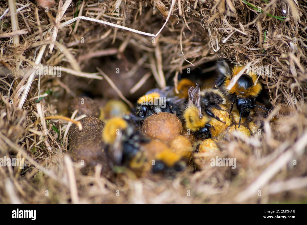 Un gros cliché des abeilles cardeuses à bandes brunes (Bombus humilis) dans la paille niche dans la journée Banque D'Images