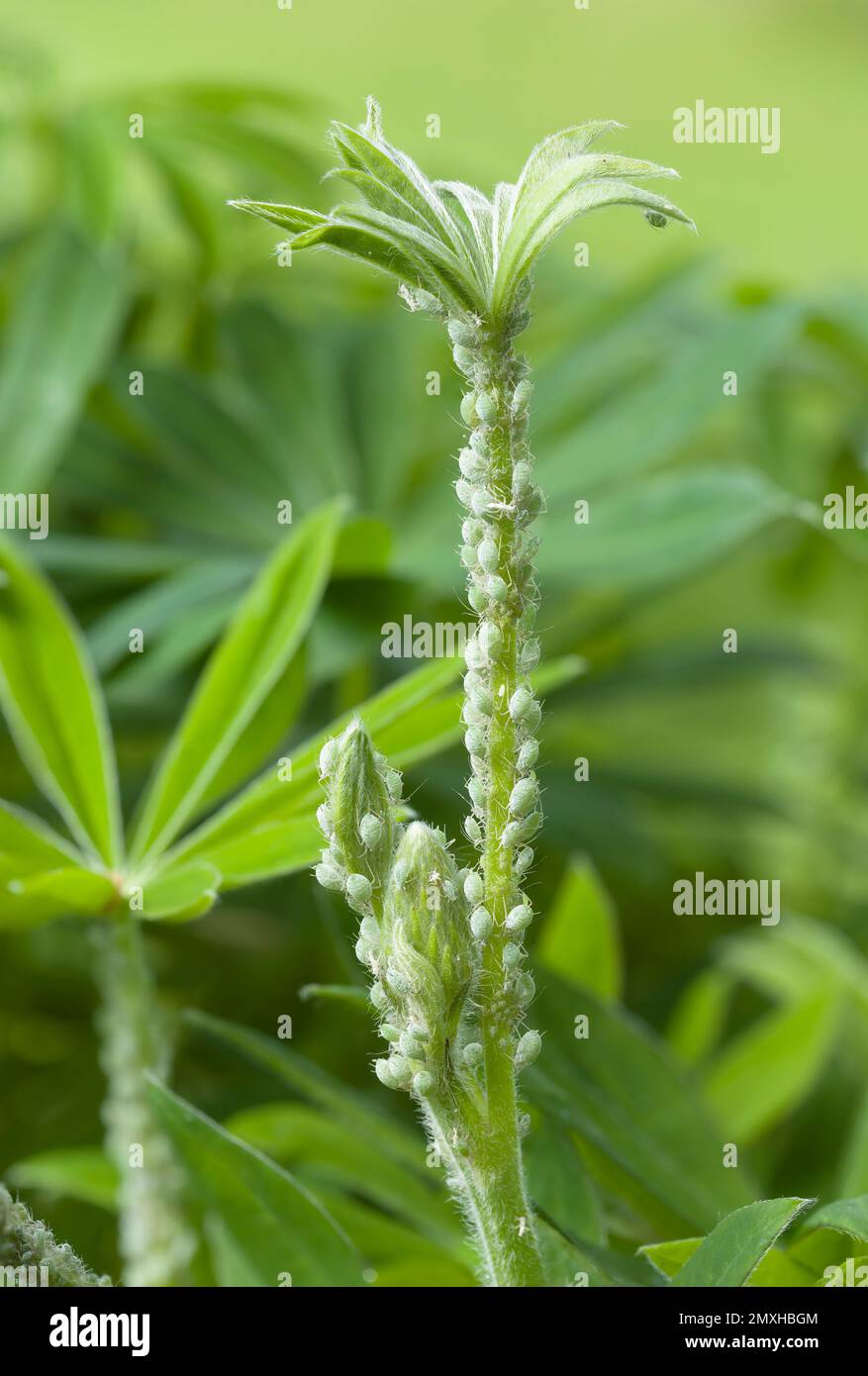 Infestation de pucerons du lupin (Macrosiphum albifrons) sur une plante lupin dans un jardin britannique Banque D'Images
