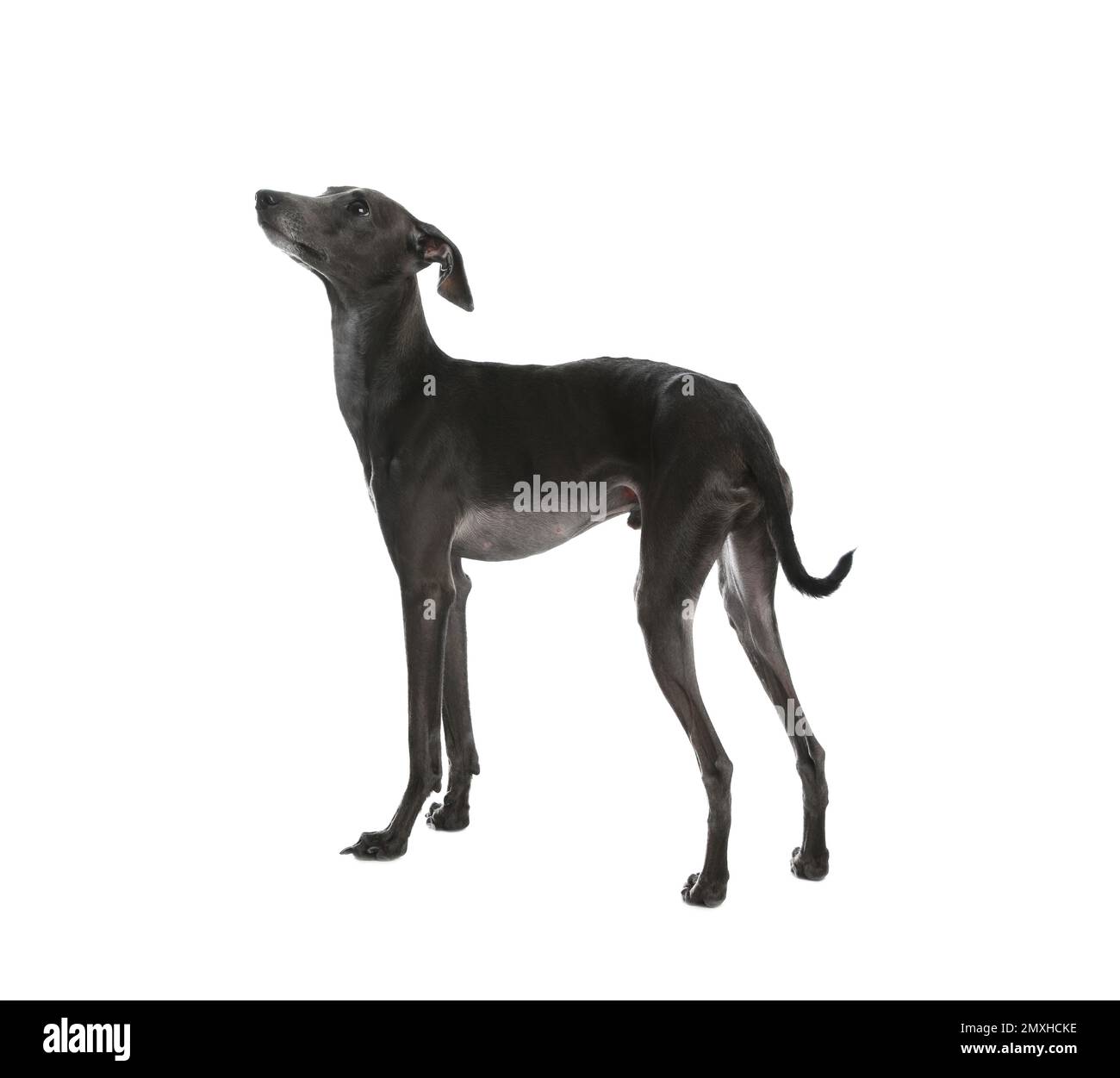 Joli chien Greyhound italien sur fond blanc Banque D'Images