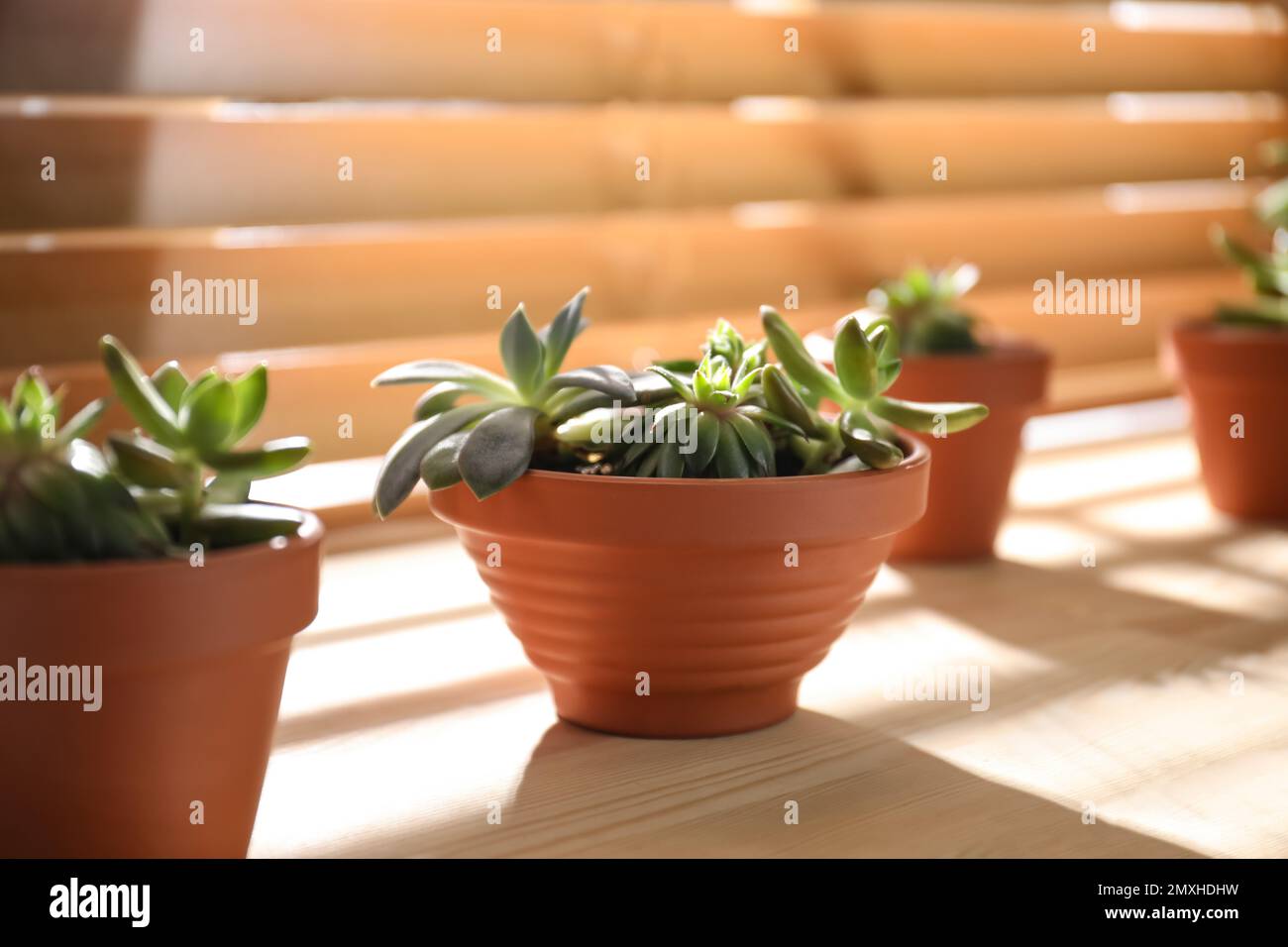 Magnifique écheveria sur le rebord de la fenêtre en bois à l'intérieur. Plante succulente Banque D'Images
