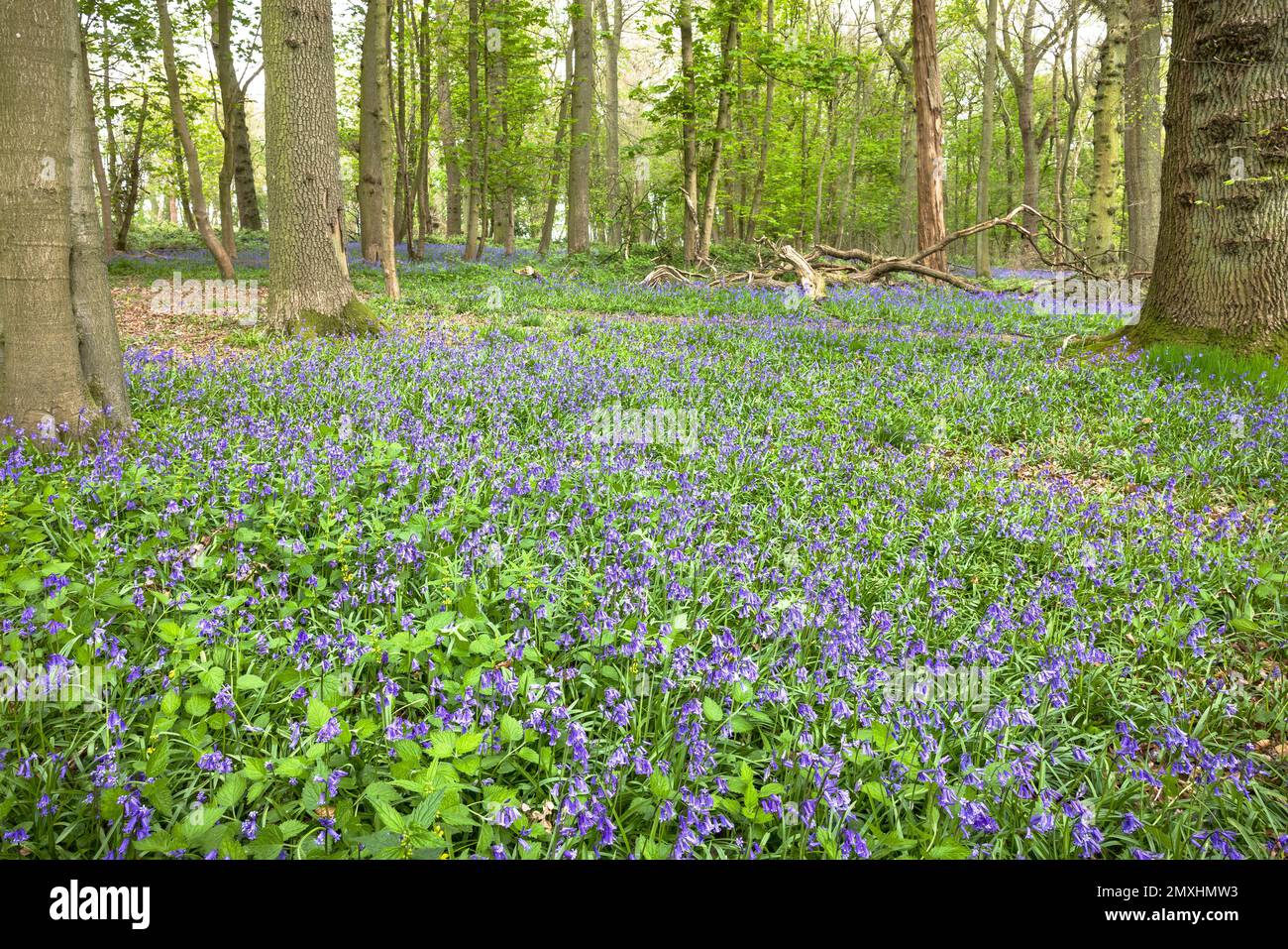 Cloches communes (hyacinthoides non-scripta) croissant dans les bois, Ivinghoe Common, Ashridge Estate, Buckinghamshire, Royaume-Uni Banque D'Images