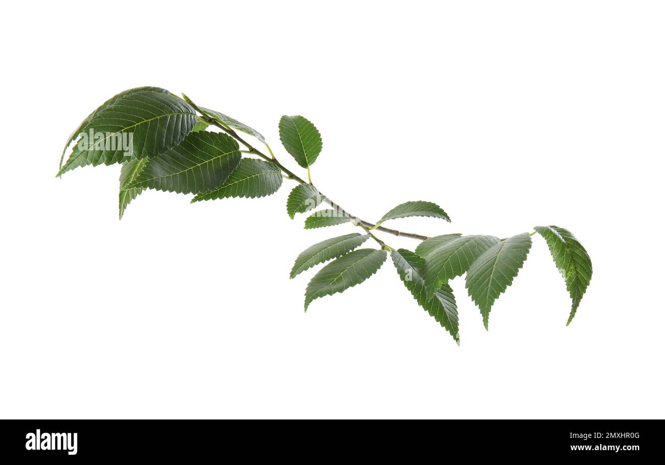 Branche d'orme avec jeunes feuilles vertes fraîches isolées sur blanc. Saison de printemps Banque D'Images