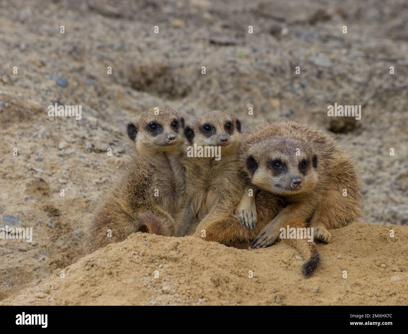 Une famille de mierkats (Suricata suricata) assis dans un désert Banque D'Images