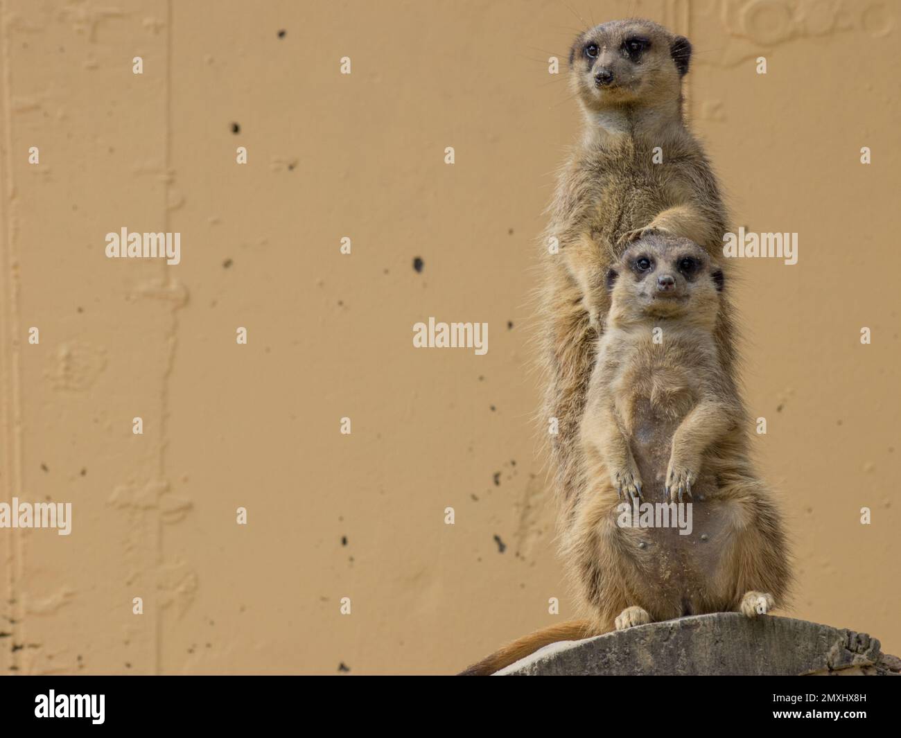 Les mierkats mignons (Suricata suricata) debout sur un morceau de bois en face de l'autre Banque D'Images