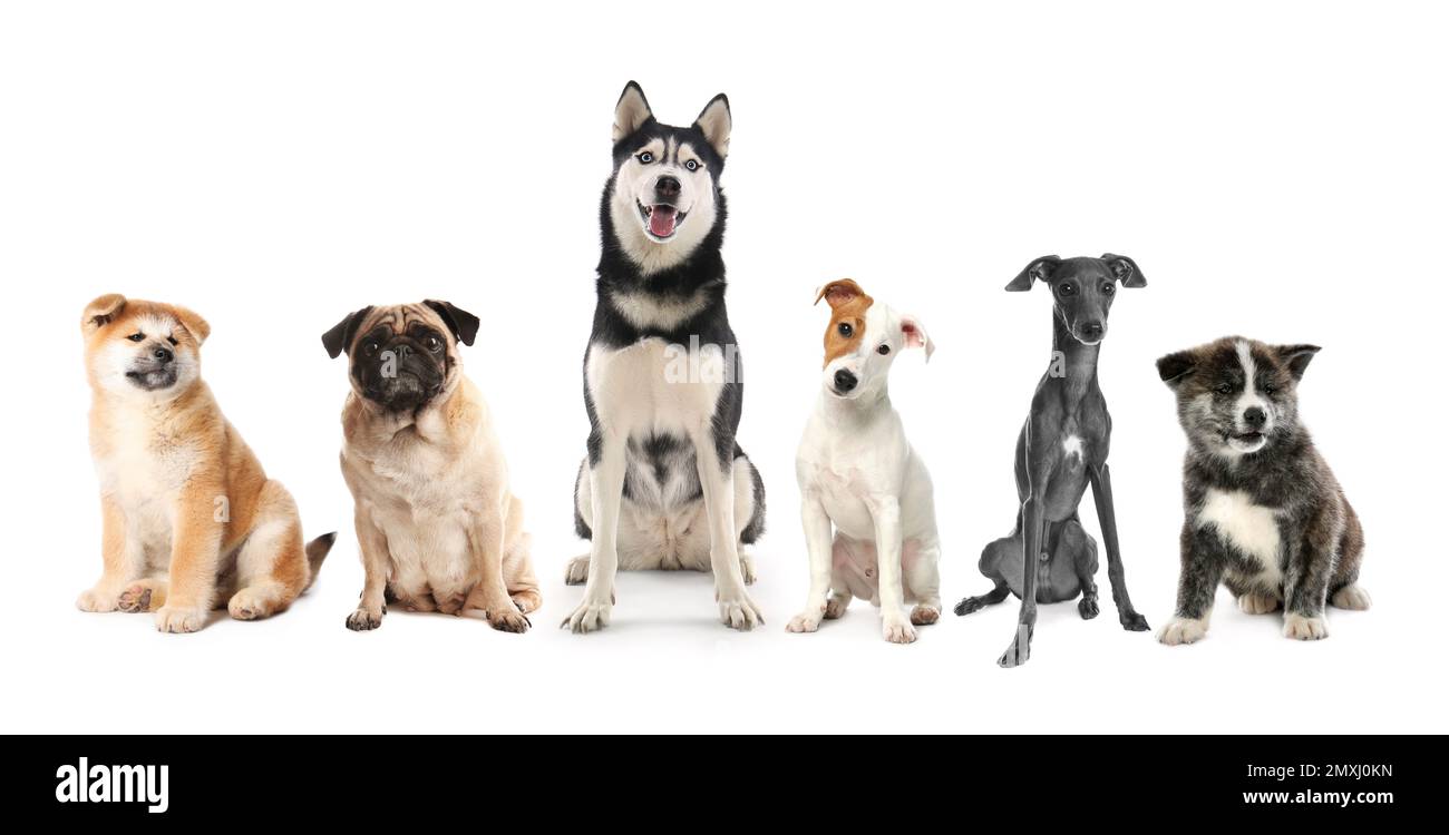 Groupe de chiens différents sur fond blanc Banque D'Images