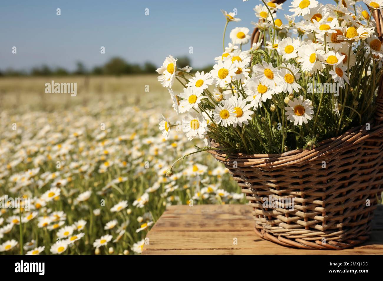 Panier avec de belles chamomiles sur table en bois dans le champ, gros plan Banque D'Images