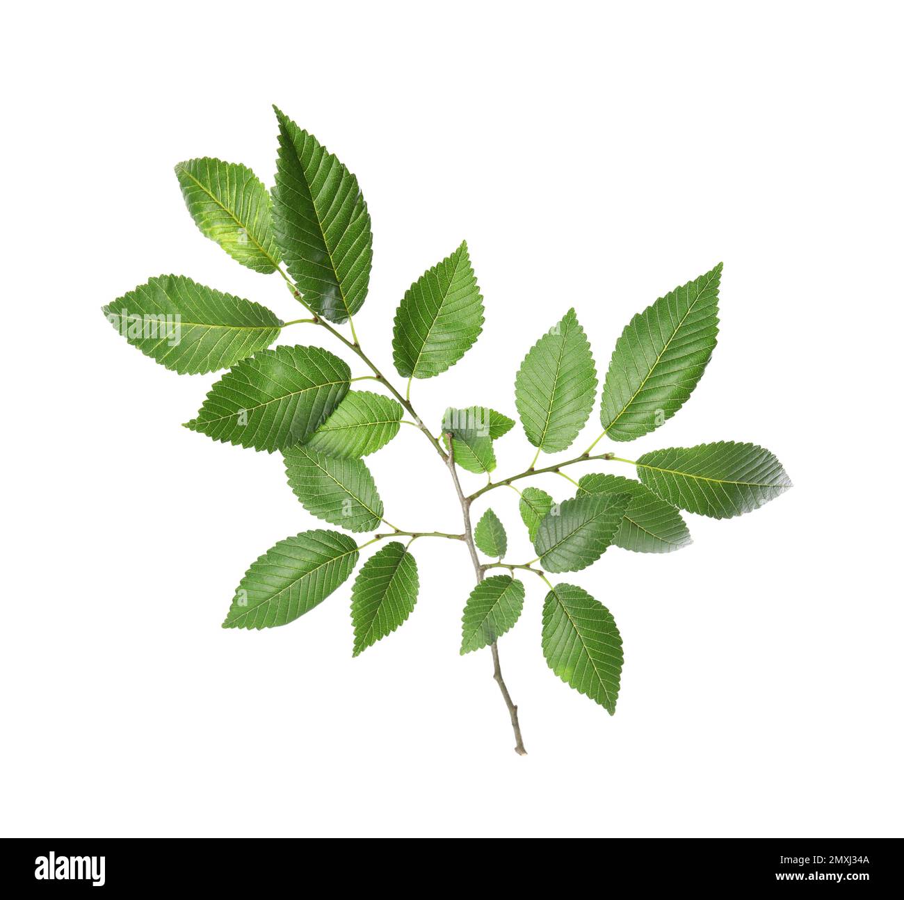 Branche d'orme avec jeunes feuilles vertes fraîches isolées sur blanc. Saison de printemps Banque D'Images