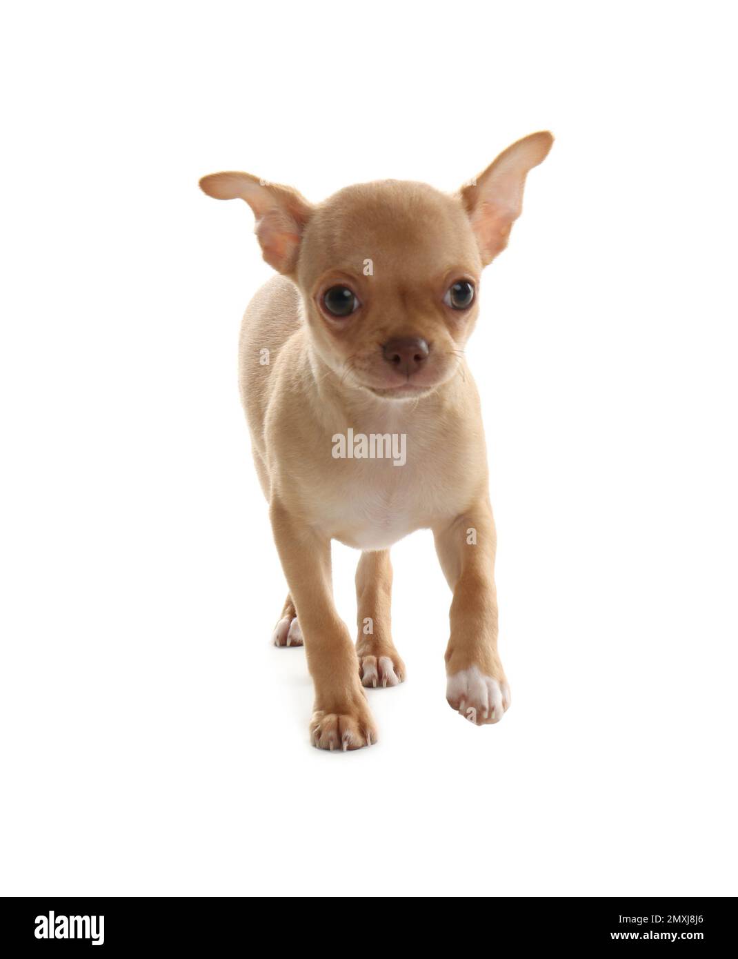 Chiot Chihuahua mignon avec jouet sur fond blanc. Bébé animal Photo Stock -  Alamy