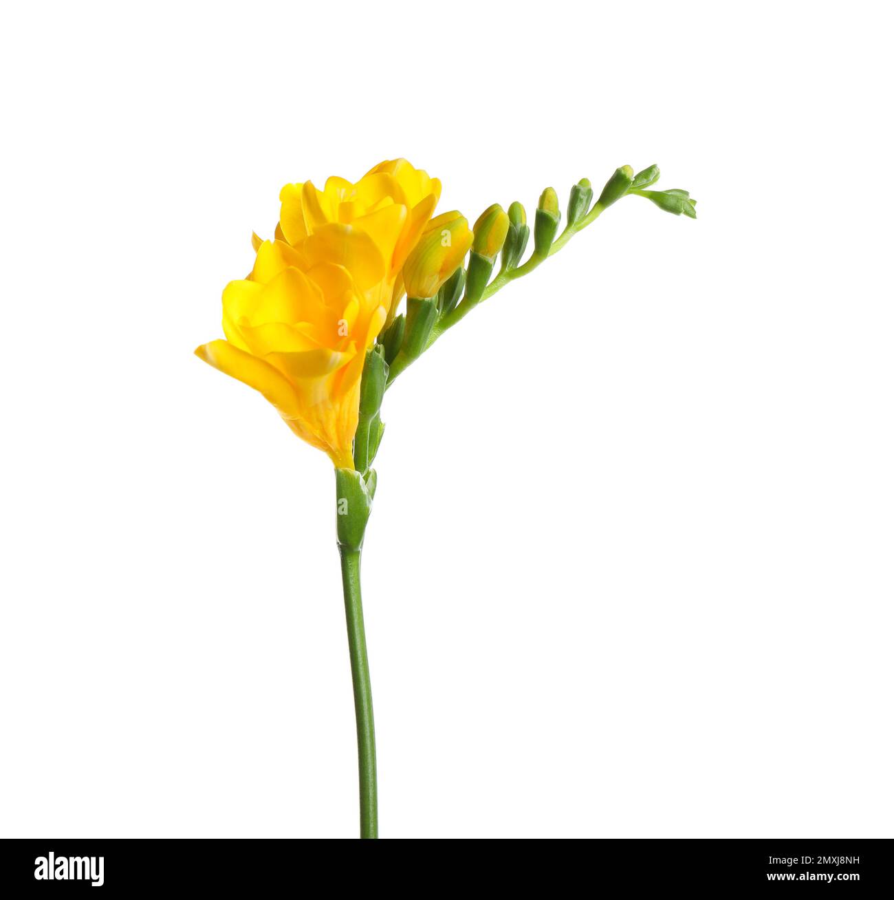 Belle fleur jaune de freesia isolée sur blanc Photo Stock - Alamy