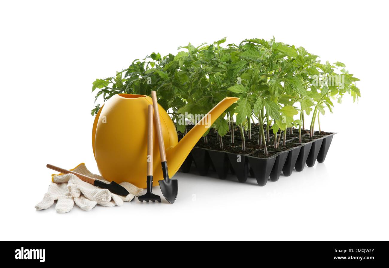 Accessoires de jardinage et plants de tomates vertes dans le plateau de semis isolé sur blanc Banque D'Images