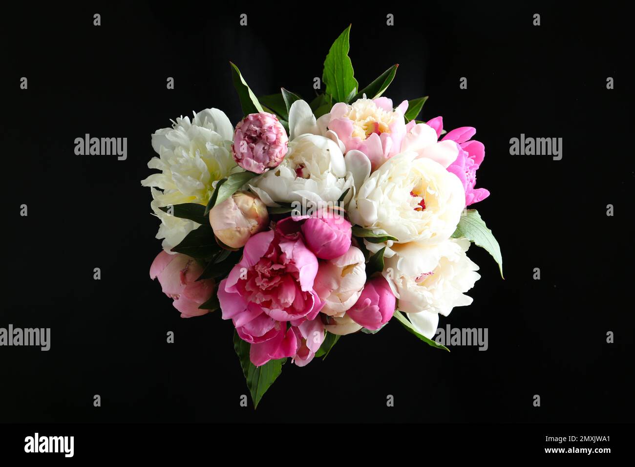 Bouquet de magnifiques pivoines sur fond noir Banque D'Images