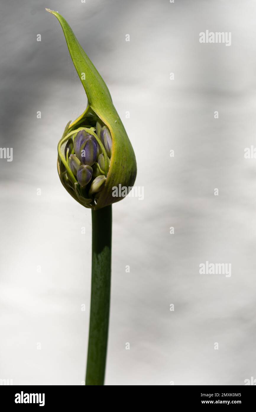 bouton de fleur d'agapanthus Banque D'Images