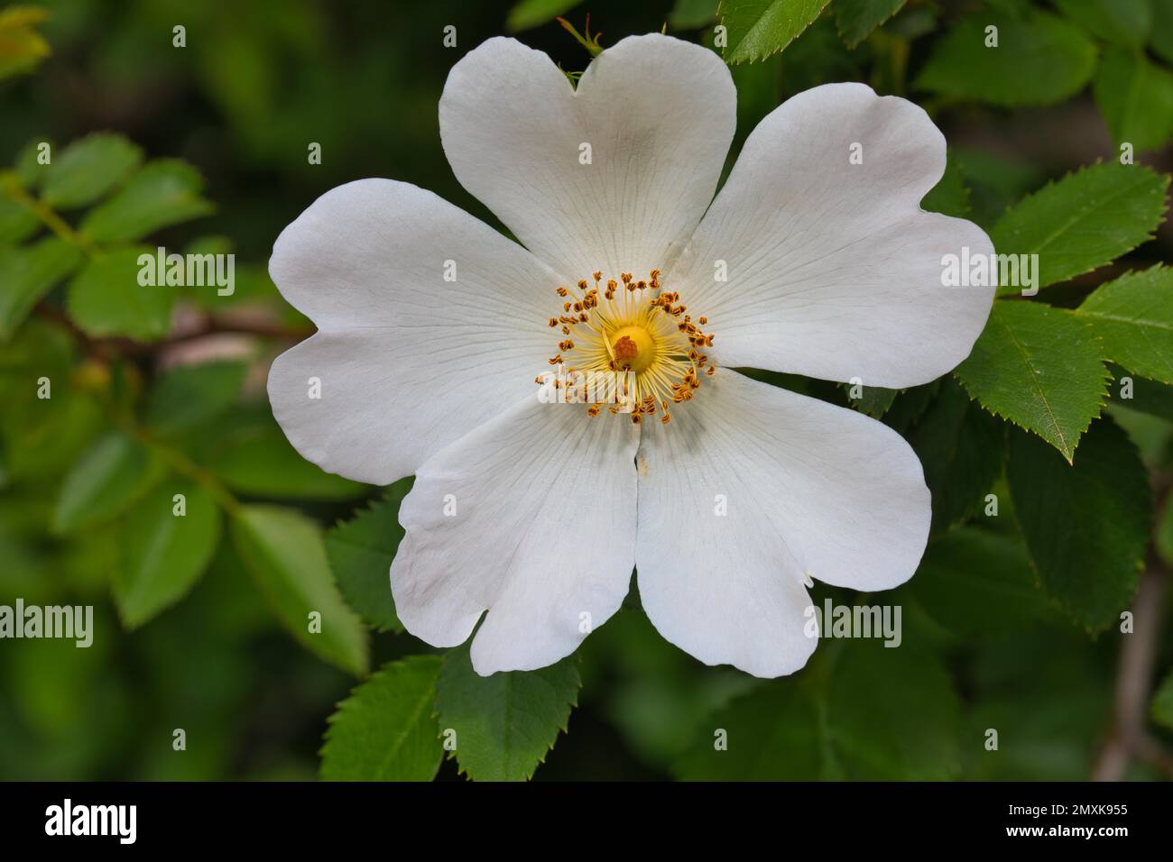 Dog Rose (rosa canina) Banque D'Images