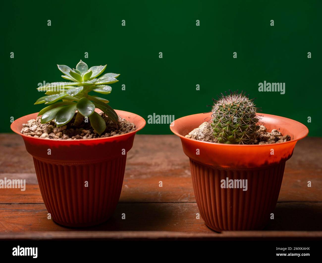 Deux cactus en pot sur fond vert, cactus naturels mignons isolés sur fond vert Managua, Nicaragua, Amérique centrale Banque D'Images