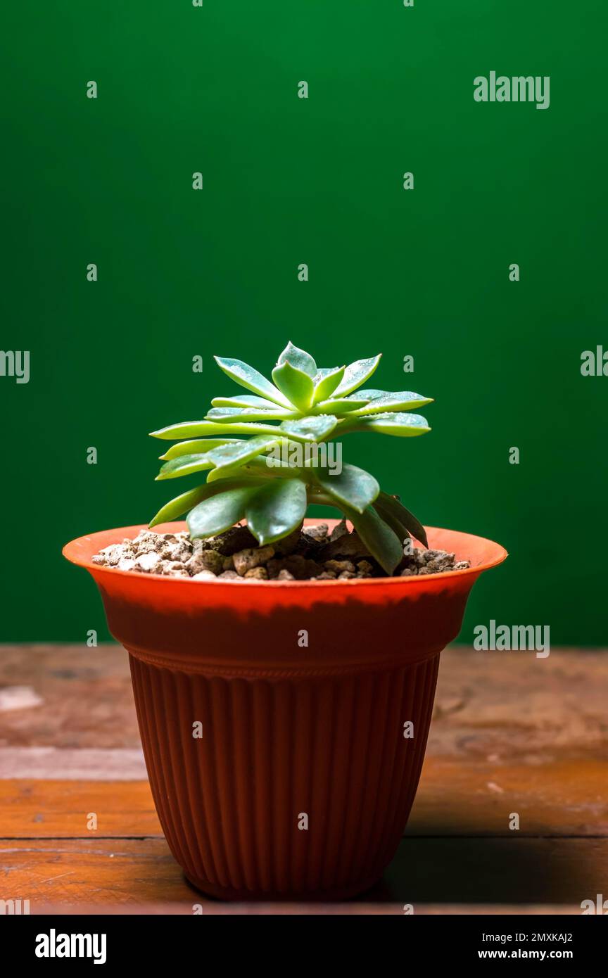 Cactus plante en pot sur fond vert, cactus naturel mignon isolé sur fond vert Managua, Nicaragua, Amérique centrale Banque D'Images